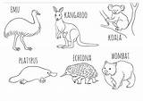 Echidna Mammals Wombat Kangaroo Viatico Australiaday sketch template