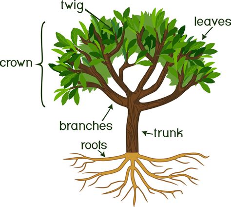 basic tree anatomy  parts   tree   function snohomish tree