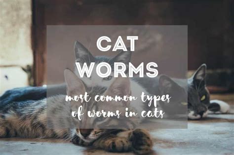 The Most Common Types Of Worms In Cats Ultimate Guide The Fluffy Kitty