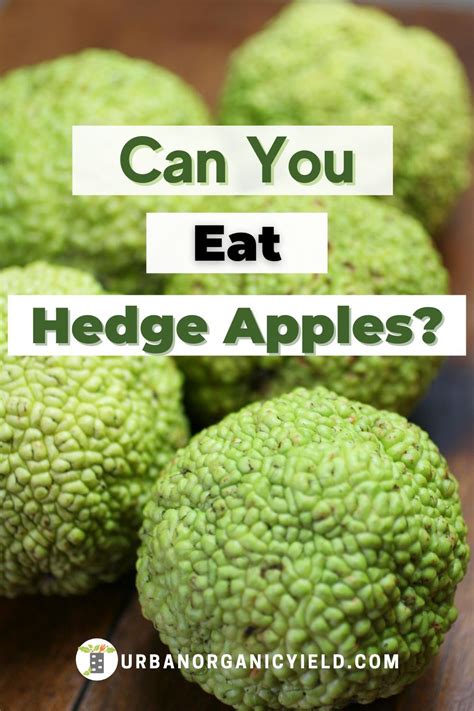 hedge apples edible atilaproperties