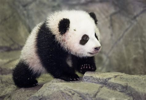 panda diplomacy  worlds cutest ambassadors history   headlines