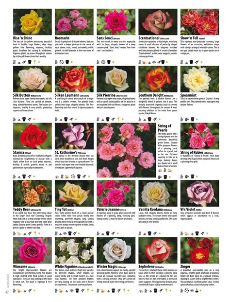 2017 18 ludwig s roses catalogue by anja taschner issuu