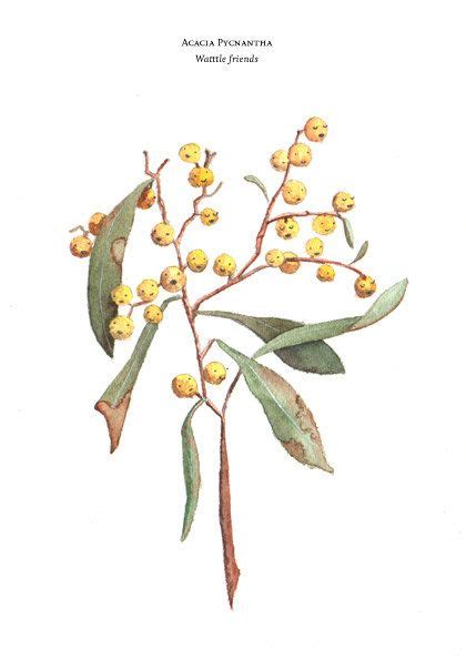 golden wattle friends a5 giclee print australian native flower