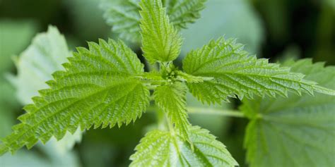 what are hives nettle rash symptoms and treatment