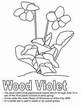Coloring Violet Pages Flower Purple Jersey Colouring Color Wisconsin Wood Preschool Kidzone Ws Activities Clipart Canada Kids Library State Sheets sketch template