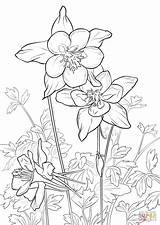 Columbine Coloring Flower Rocky Mountain Pages Drawing Printable Mountains Flowers Tattoo Adult Getdrawings Patterns Colouring Popular Illustration Bible Books Choose sketch template
