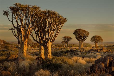 namibia africa nature landscape trees savannah shrubs sunset wallpaper resolutionx