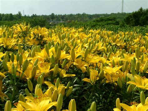flowers  flower lovers yellow lily flowers pictures