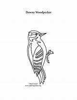 Coloring Woodpecker Downy Pages Printing Template Please sketch template