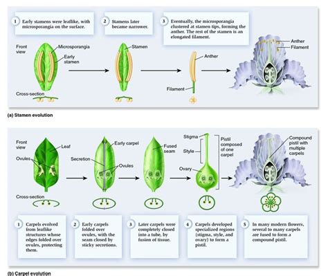 Hypothetical Evolution Of Stamens Carpels And Pistil Biology