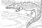 Crocodil Colorat Planse Desene Plansedecolorat Crocodile sketch template