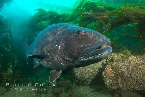 Giant Black Sea Bass Catalina Island Stereolepis Gigas California