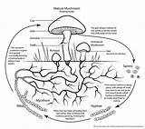Cycle Mushroom Life Simplified Visualized Science Tumblr sketch template
