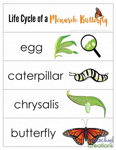 life cycle   monarch butterfly printable jean harrisons