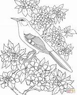 Coloring Pages Mockingbird Blossom Apple Arkansas Birds Adults Bird Animals Flower Drawing Printable State Nature Line Patterns Flowers Printables Para sketch template