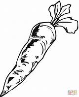Carrot Coloring Outline Pages Printable Carrots Popular Coloringhome sketch template