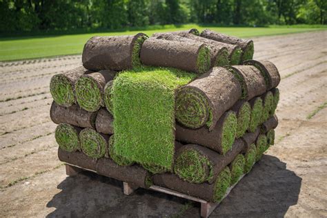 quality grass turf suppliers   uk rollaturf