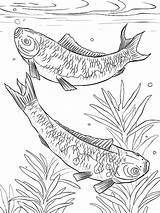 Pond Fish Coloring Pages Koi Japanese Outline Getcolorings Printable Getdrawings Drawing Realistic sketch template