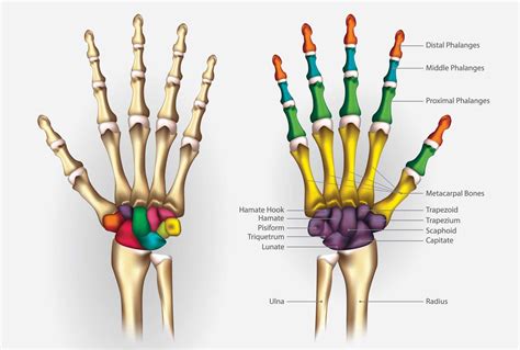 le  ossa della mano leg srl stp radiografie  domicilio