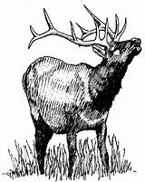 Elk Grass sketch template