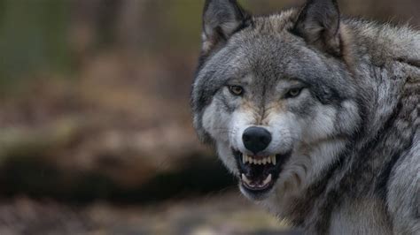 animal wolf  angry face   hd animals wallpapers hd wallpapers