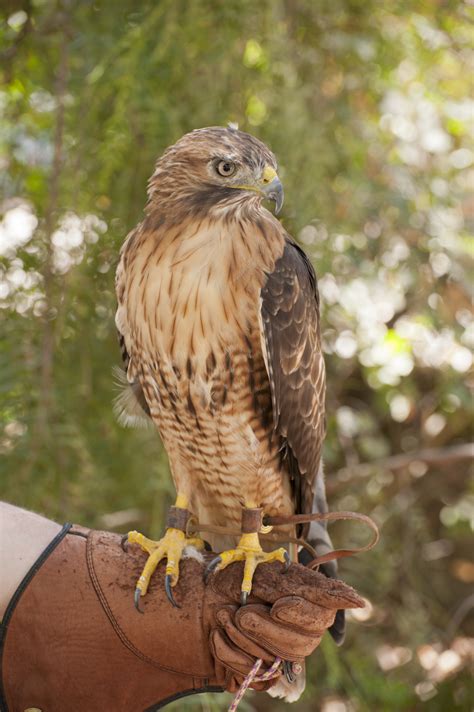 red tailed hawk