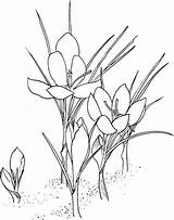 Crocus Coloring Pages Flower Saffron Printable Disegno Da Supercoloring Prairie Flowers Drawing Scegli Bacheca Una Colorare Getdrawings Fiori Categories sketch template