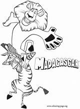 Alex Marty Madagascar Coloring Pages Printable Zebra Colouring Lion Fun Kids Having Cartoon Shoulders Coloriage Print Characters Animals Color Related sketch template