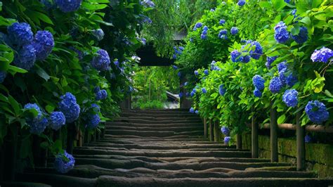 flower wallpaper backgrounds stairs blue flowers desktop wallpapers and backgrounds 1920 x