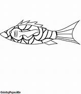 Decorated Coloring Fish Friends sketch template