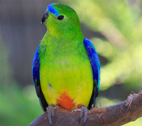 orange bellied parrot moonlit sanctuary