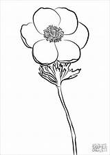 Anemone Snail Coloringbay Ausmalen Quitten Stampare sketch template