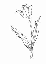 Tulpe Blumen Ausmalen Tulpen Vorlage Ausmalbild Zeichnung Edupics sketch template