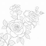 Rose Vector Outlines Drawing Realistic Illustration Background Getdrawings Isolated sketch template