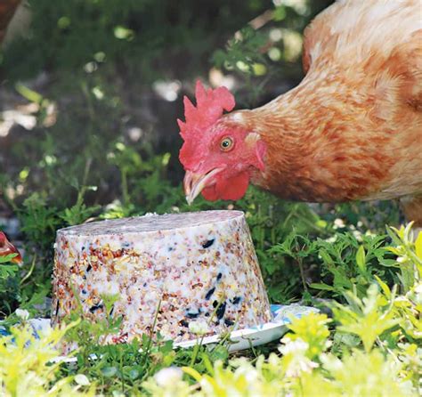 homemade chicken scratch feed pet food guide