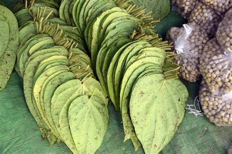 betel nut leaves yangon pictures burma  global geography