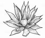 Agave Vector Yucca Drawing Illustration Plant Illustrations Getdrawings Line Clip Vectors sketch template