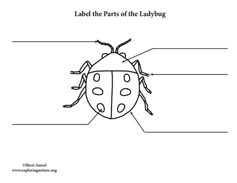 ladybug labeling page