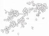 Drawing Blossom Sakura Outline Cherry Getdrawings sketch template