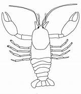 Crayfish Gambero Crawfish Disegno Colorare Crawdad Lobster Starklx Third Dissection sketch template