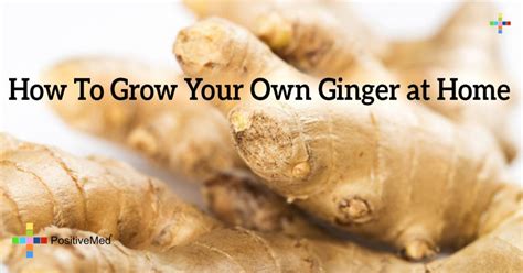 grow   ginger  home