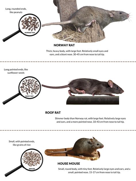 difference  mice  rats animalkind