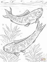 Koi Coloring Pages Carp Fish Japanese Drawing Realistic Fishes Printable Fighting Drawings sketch template