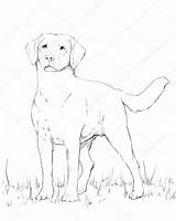 Labrador Drawing Dog Pencil Retriever Young Standing Sketch Getdrawings sketch template