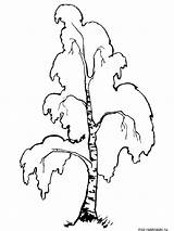 Birch Tree Drawing Coloring Leaf Getdrawings sketch template