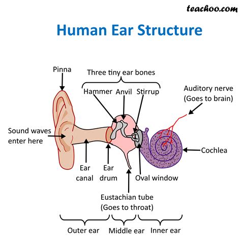 structure  function  human ear  diagram teachoo