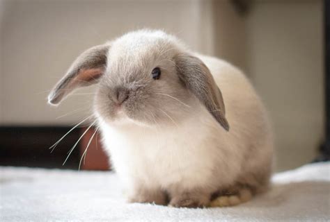 tout savoir sur le lapin mini lop taille prix caractere elevage