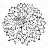 Dahlia Flower Drawing Vector Background Beautiful Drawings Illustration Monochrome Isolated Outline Line Coloring Tattoo Pages Invitations Greeting Cards Birthday Wedding sketch template