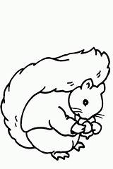 Eekhoorn Ardilla Kleurplaat Kleurplaten Ardillas Dibujos Colorare Coloring Scoiattolo Colorat Dieren Coloriages Ecureuil Desene Squirrel Mewarnai Bajing Veverita Animasi Immagine sketch template
