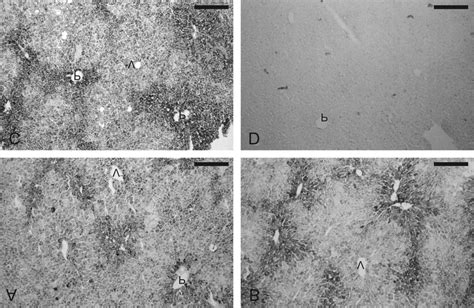 Apoe Mrna In Situ Hybridization Frozen Liver Sections